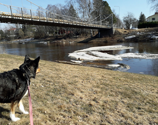 Kuura-koira katselee Kyrönjoen jäälauttoja 6.4.2019. Kuva: Satu-Mikaela Burman